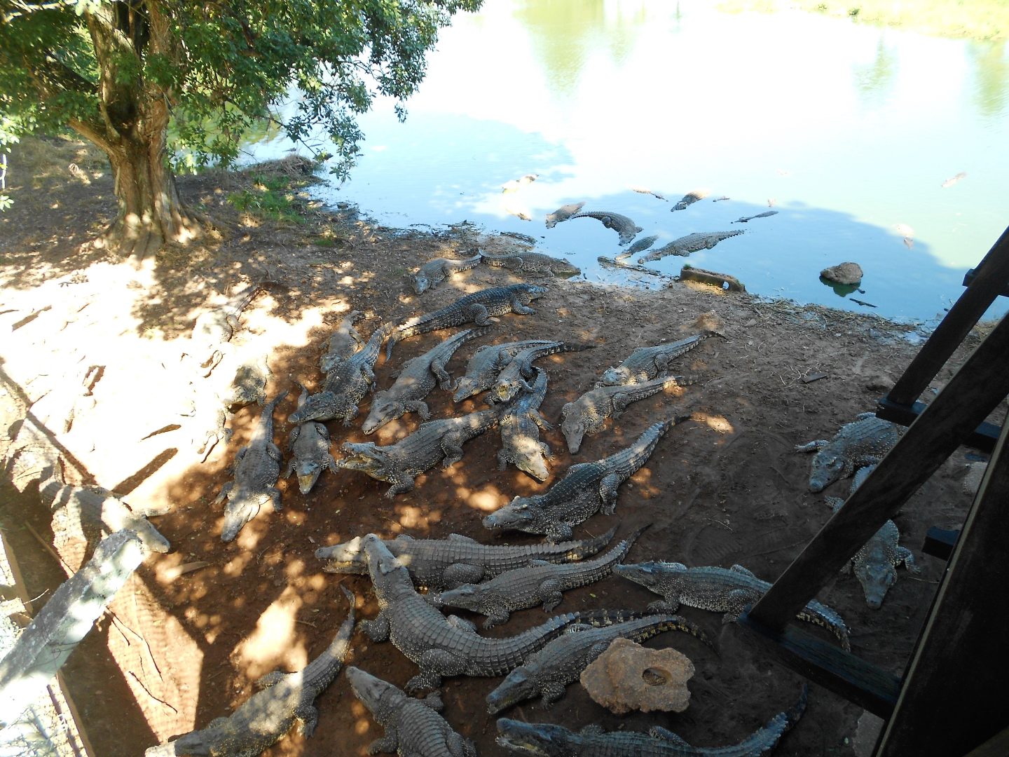 Guama Crocodile experience, Cuba