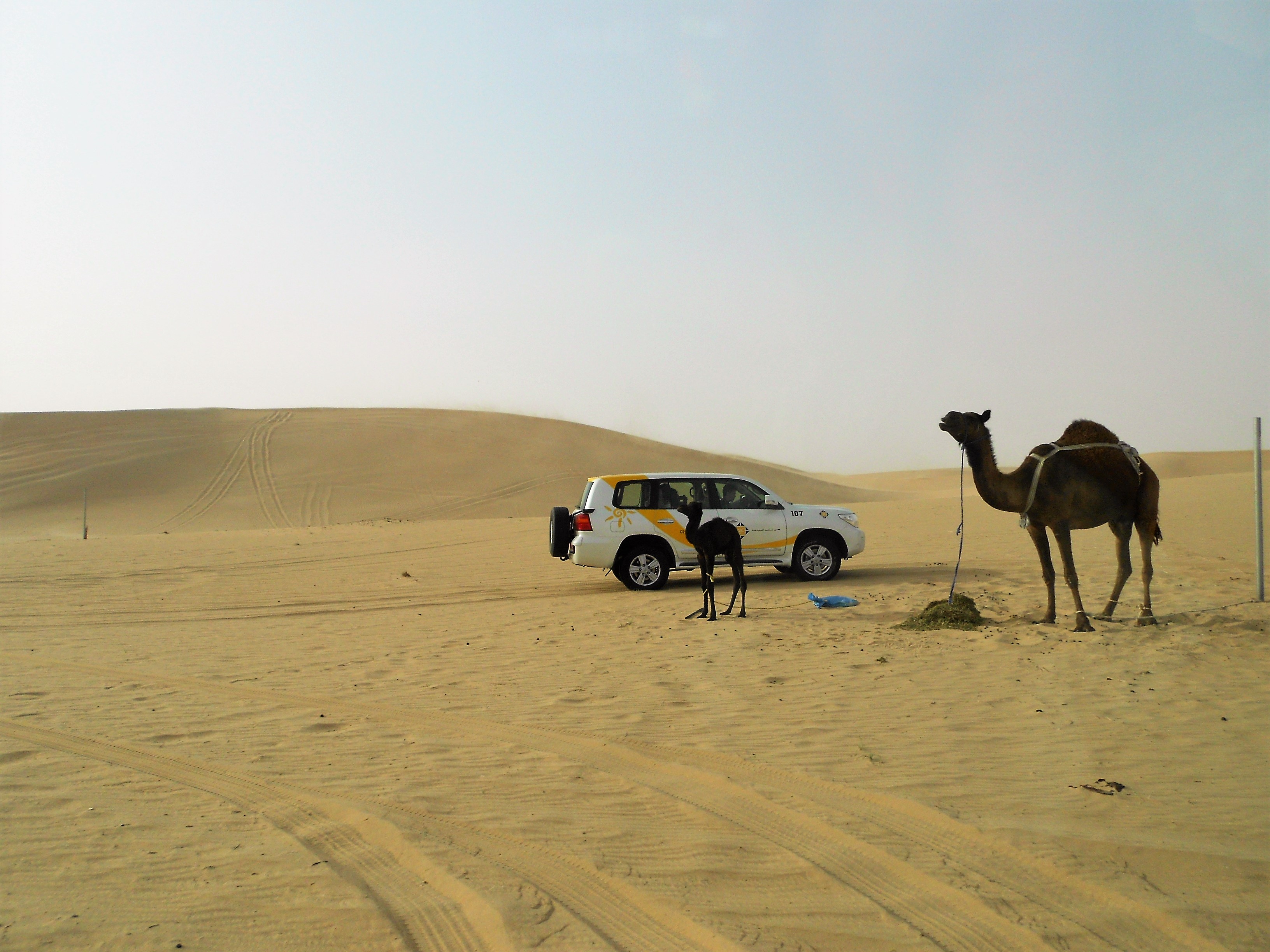 two-camels-in-the-dessert-with-a-jeep-behind-desert-safari
