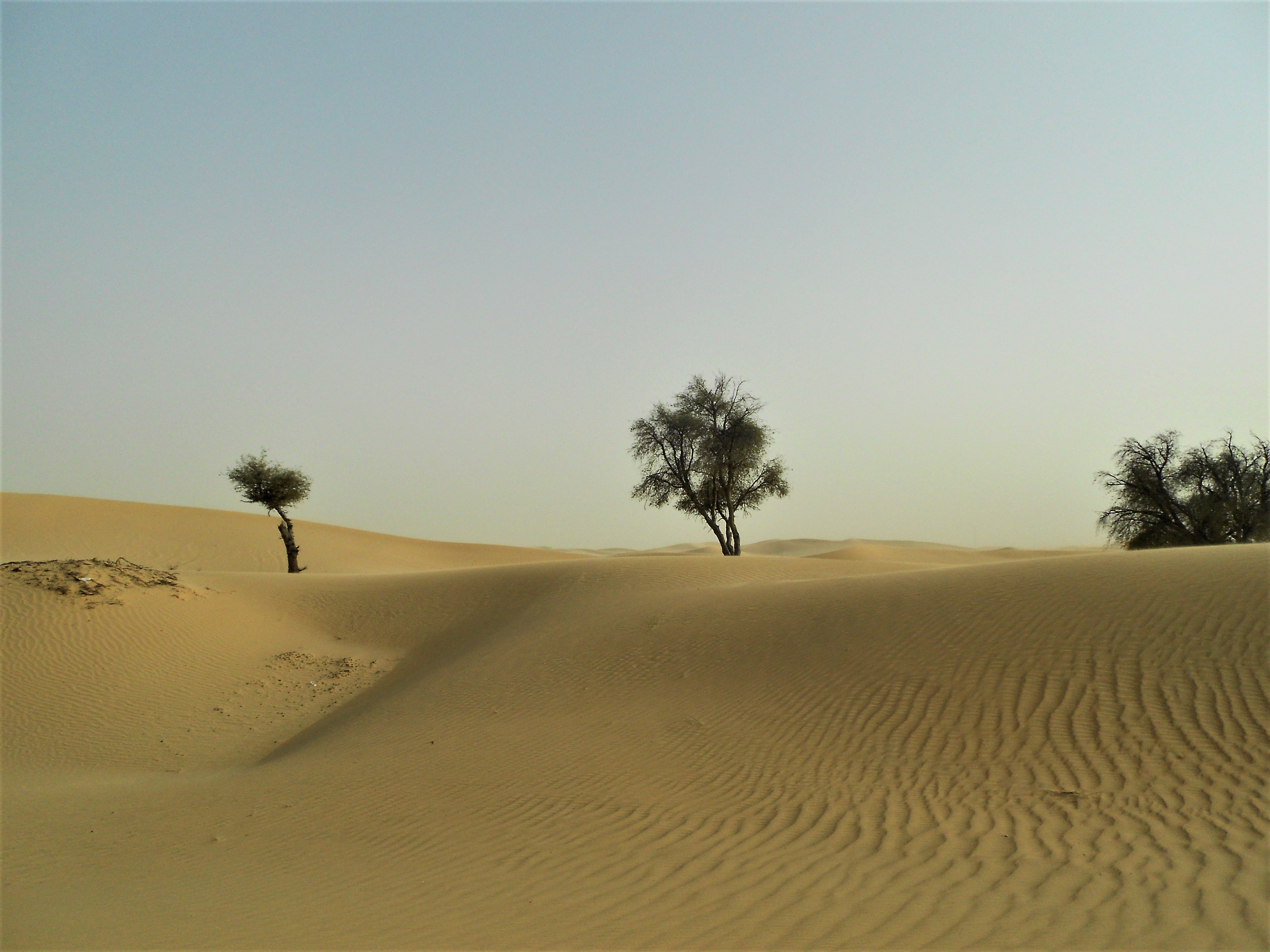 desert scene
